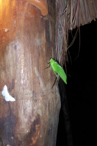 mexiko2005 126.jpg